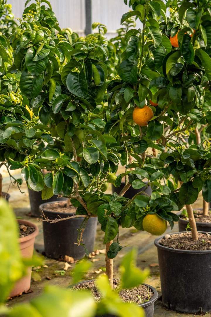 Service d’entretien de jardin Muret