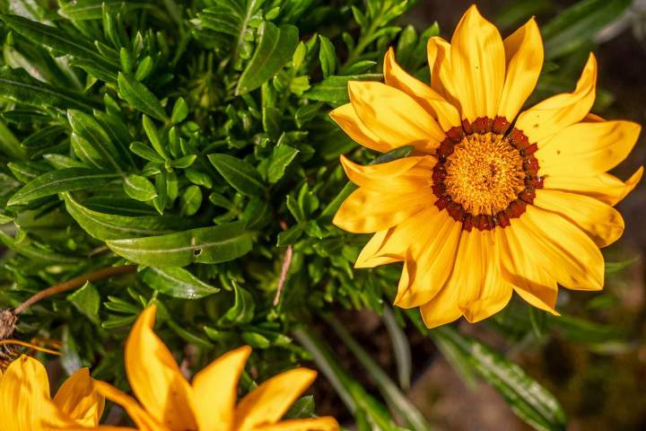 Service d’entretien de jardin Muret