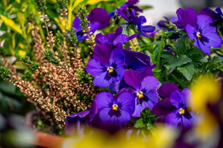 Service d’entretien de jardin Muret