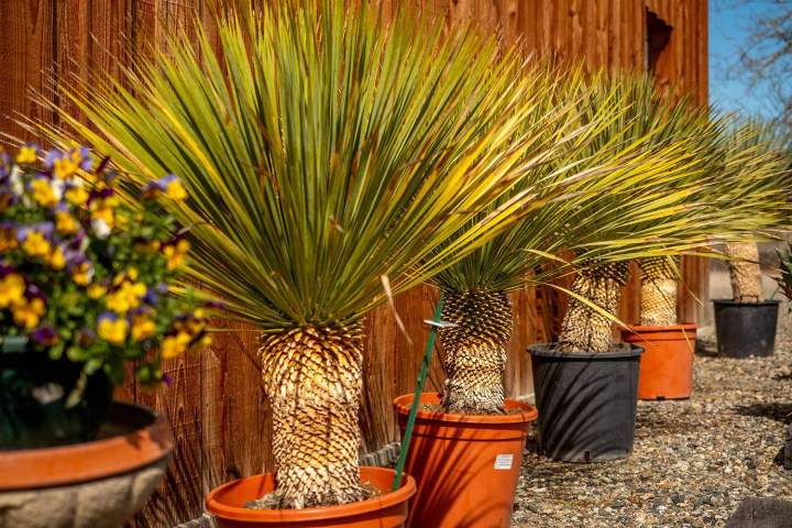 Entretien de jardin Muret